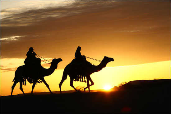 [Image: saudiarabia-camels.jpg]